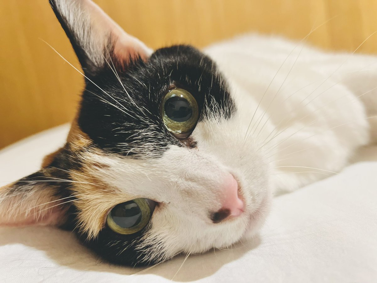三毛猫ちまき tweet media
