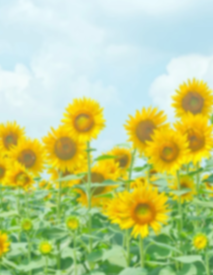 bunny_sozai's tweet photo. ⋰ 
  📢フリー素材配布しますᐢ. .ᐢ ੭
⋱

夏🌻おはVチェキ素材✦︎
◽︎このポストをRPとイイネで使用可能ദ്ദി ˃ ᵕ ˂ )フォローは励みになります🐰

︶︶︶︶︶︶︶︶︶︶

⚠️禁止事項⚠️
二次配布、自作発言不可

#vtuber素材 #おはようVtuber
#フリー素材 #新人vtuber
#usagiの素材屋さん https://t.co/HDVS1h2eVf