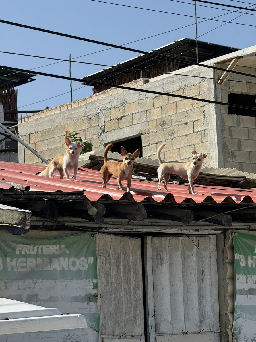 You guys please look at these 3 little babies that was just staring me down while walking to get coffe this morning in Mexico lmao ….. they literally run this block