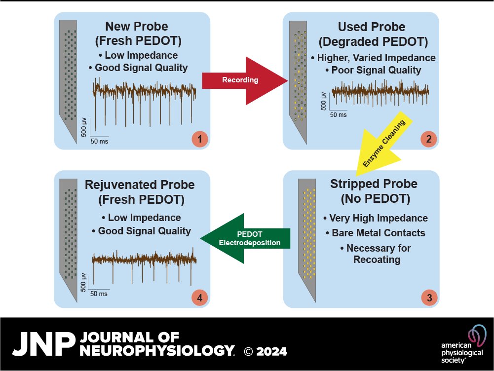 JNP (@jneurophysiol) on Twitter photo 👉New Methods and Resources paper in <a href="/JNeurophysiol/">JNP</a> "Rejuvenating silicon probes for acute neurophysiology" by Alden M. Shoup (<a href="/just_alden/">Alden Shoup</a>) et al.
ow.ly/Kl5S50T23yU
<a href="/reziliusReza/">Reza Shadmehr</a> <a href="/ma_fakharian/">Mohammad Amin Fakharian</a> #SiliconProbes #rejuvenation #Neurophysiology 👉New Methods and Resources paper in <a href="/JNeurophysiol/">JNP</a> "Rejuvenating silicon probes for acute neurophysiology" by Alden M. Shoup (<a href="/just_alden/">Alden Shoup</a>) et al.
ow.ly/Kl5S50T23yU
<a href="/reziliusReza/">Reza Shadmehr</a> <a href="/ma_fakharian/">Mohammad Amin Fakharian</a> #SiliconProbes #rejuvenation #Neurophysiology