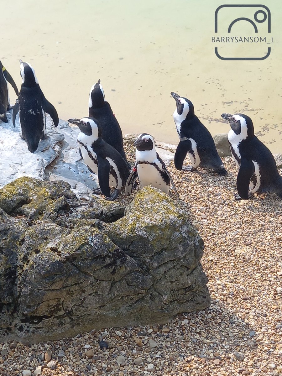 BarrySansom1's tweet photo. Some penguin's. 
#WorldPhotographyDay https://t.co/aa0gQOUCTj