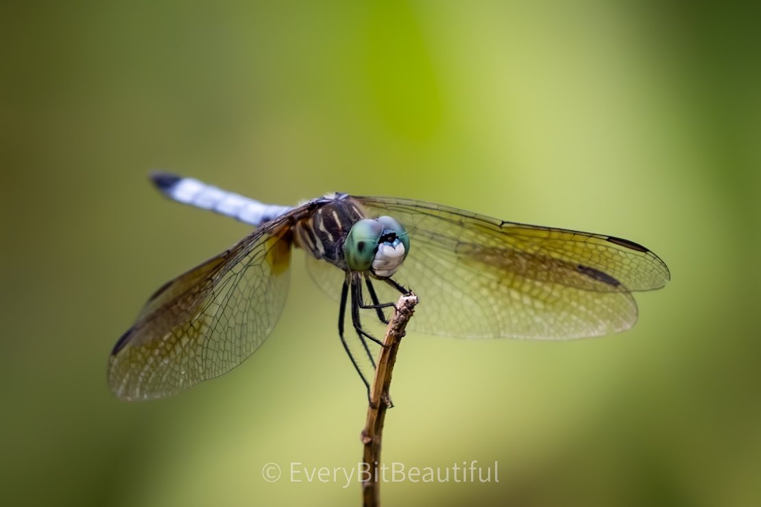 LSBofEBB's tweet photo. Doin’ the Dragonfly Perch, and it looks like quite the engineering “feet” if you really think about it 🧐…Blue Dasher Dragonfly
https://t.co/boiVwQrINI
#dragonfly #engineeringfeat #nature #macro #photographer #shopsmall #itsinthedetails #beautyineverybit #massachusetts https://t.co/YA53ryFSeF