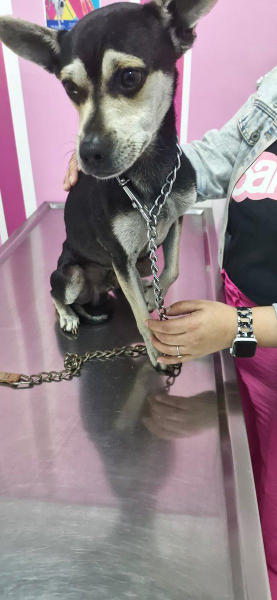 jessimovaz's tweet photo. Ayúdanos a encontrar a sus dueños
Perrito mestizo de chihuahueño macho entero, encontrado en periférico carriles centrales a la altura de toreo
Lo tenemos en Animalitos Interlomas refugiado en buena condición de salud. Informes al WhatsApp 5532471823 https://t.co/lWjj976Zaq