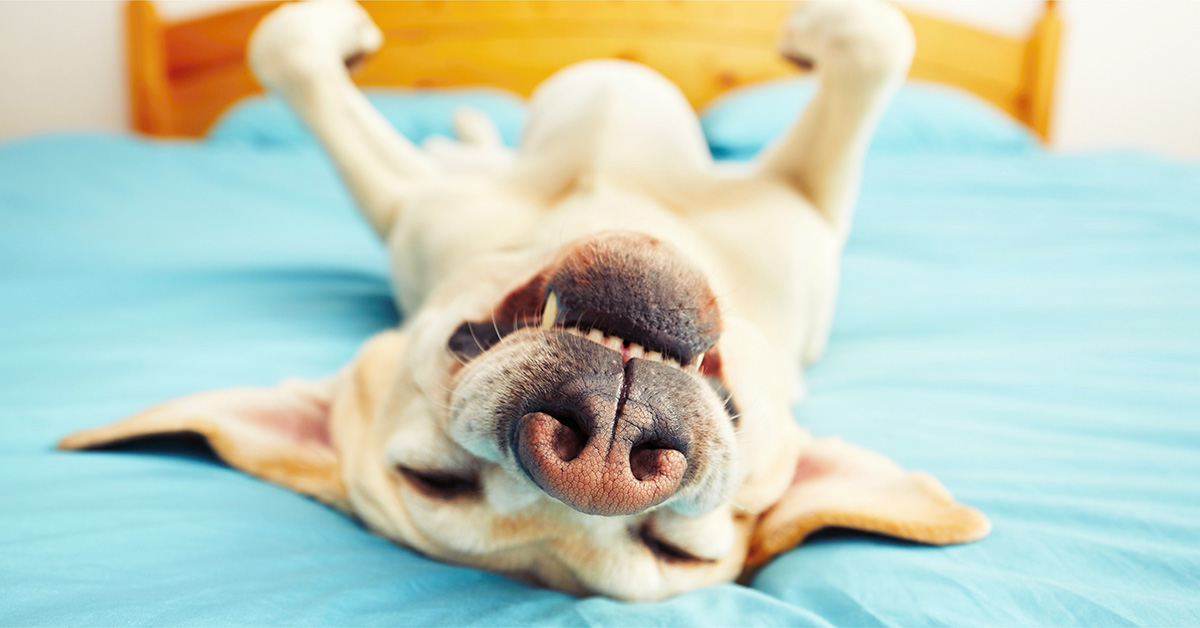VegNews's tweet photo. How we're feeling after our delivery of this week's Vegan Deal of the Week. You seriously don't want to miss this >> https://t.co/yRnXPB9lqh https://t.co/y755wfTMBz