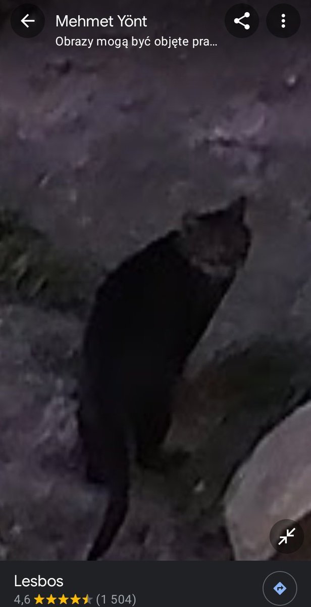 i saw a kitty on lesbos street view.....