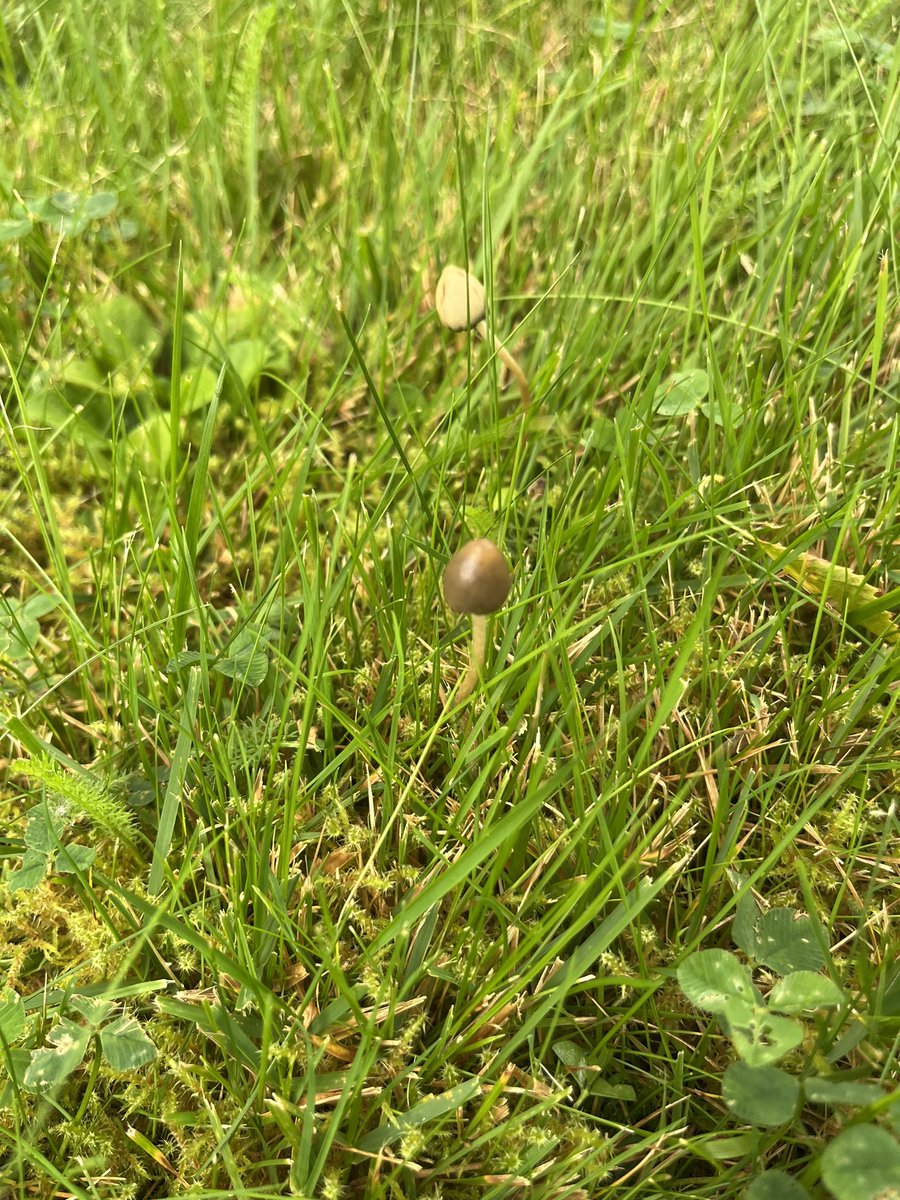 Legaliseringsdebatten har nådd hagen min 😳 #NarkoTwitter