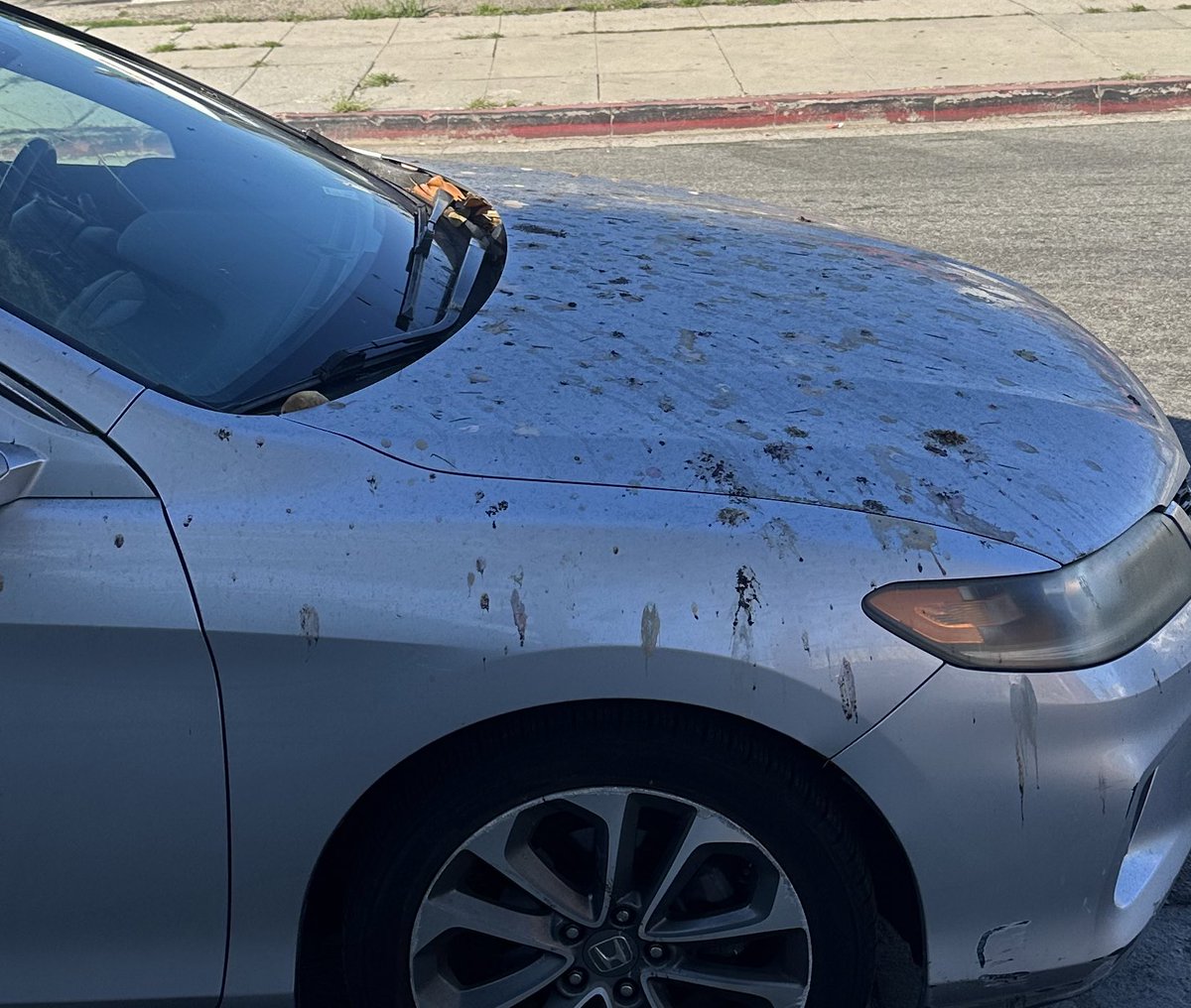 what if this was all from one bird