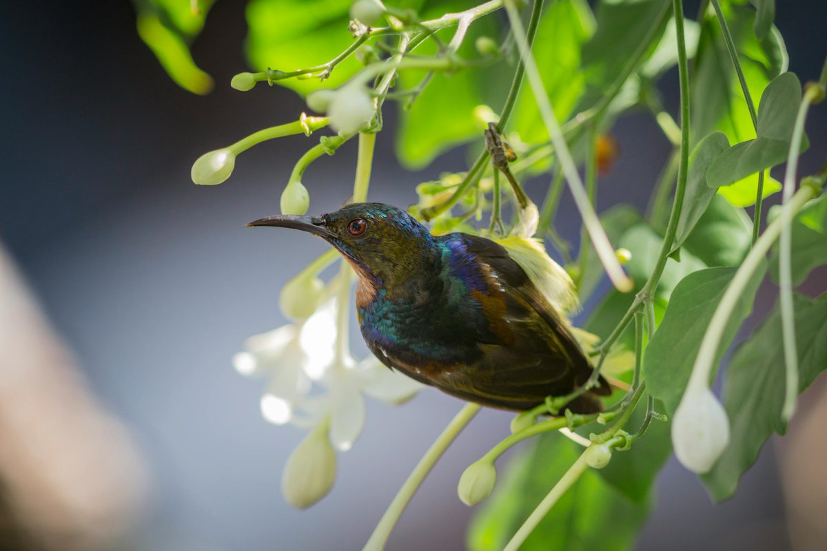 MbarkCherguia's tweet photo. Brown-throated Sunbird spotted enjoying a sweet nectar treat! 🌺 These little gems are a delight to watch flitting from flower to flower. #BirdPhotography #NatureLovers #Thailand 🇹🇭 https://t.co/WY3rLQOC9X