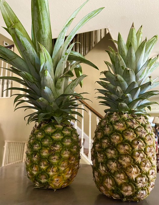 Thanks to a serious lack of sleep , combined w/ my overthinking brain (complements of ADHD) These 2 pineapples<a href="/tag/dog"class="tags"><span>#dog</span></a><a href="/tag/puppy"class="tags"><span>#puppy</span></a><a href="/tag/bellyrubs"class="tags"><span>#bellyrubs</span></a>