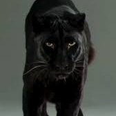 Pantherslee's tweet photo. #NewProfilePic https://t.co/dyt6ESUw9M