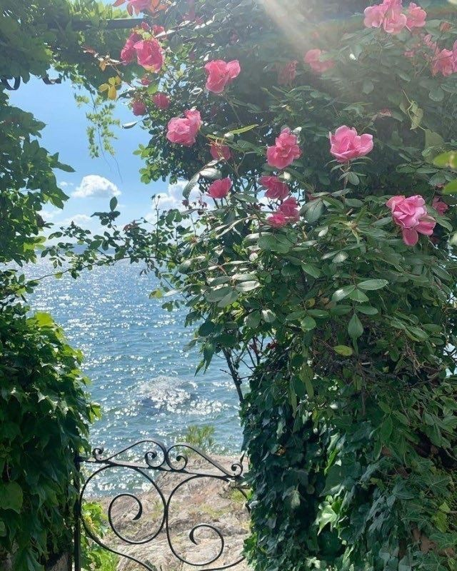 artindetails's tweet photo. — roses frame a serene view of the sea <3 https://t.co/LJ7wkDGmQA
