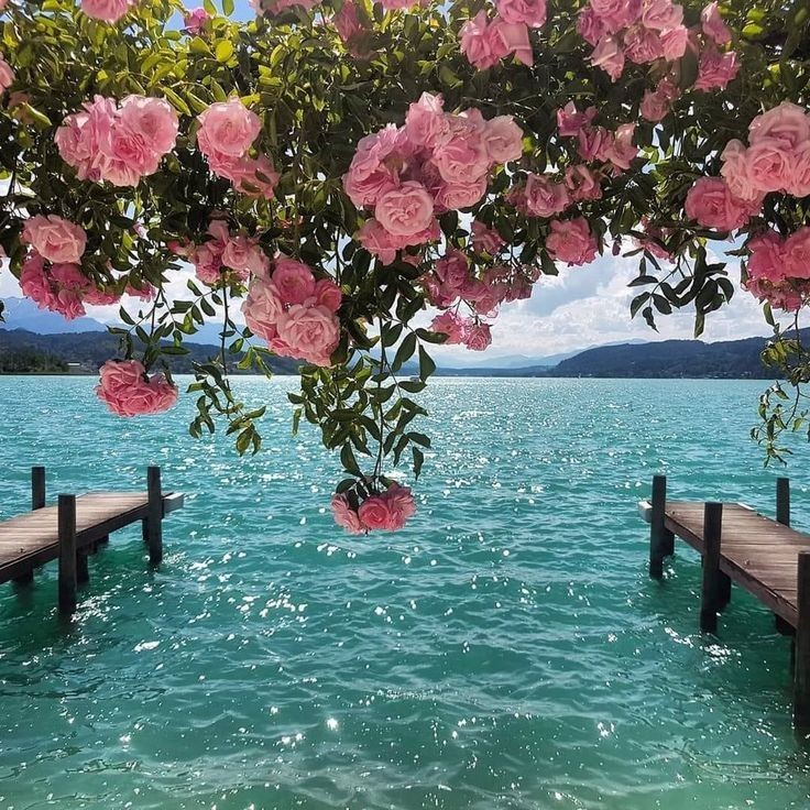 artindetails's tweet photo. — roses frame a serene view of the sea <3 https://t.co/LJ7wkDGmQA