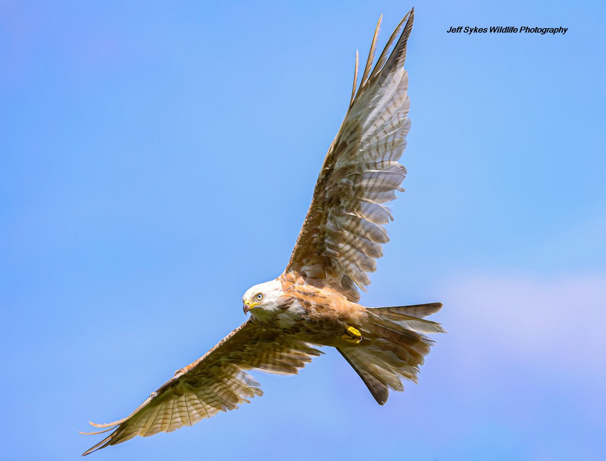 Jeff’s Wildlife Photography tweet media