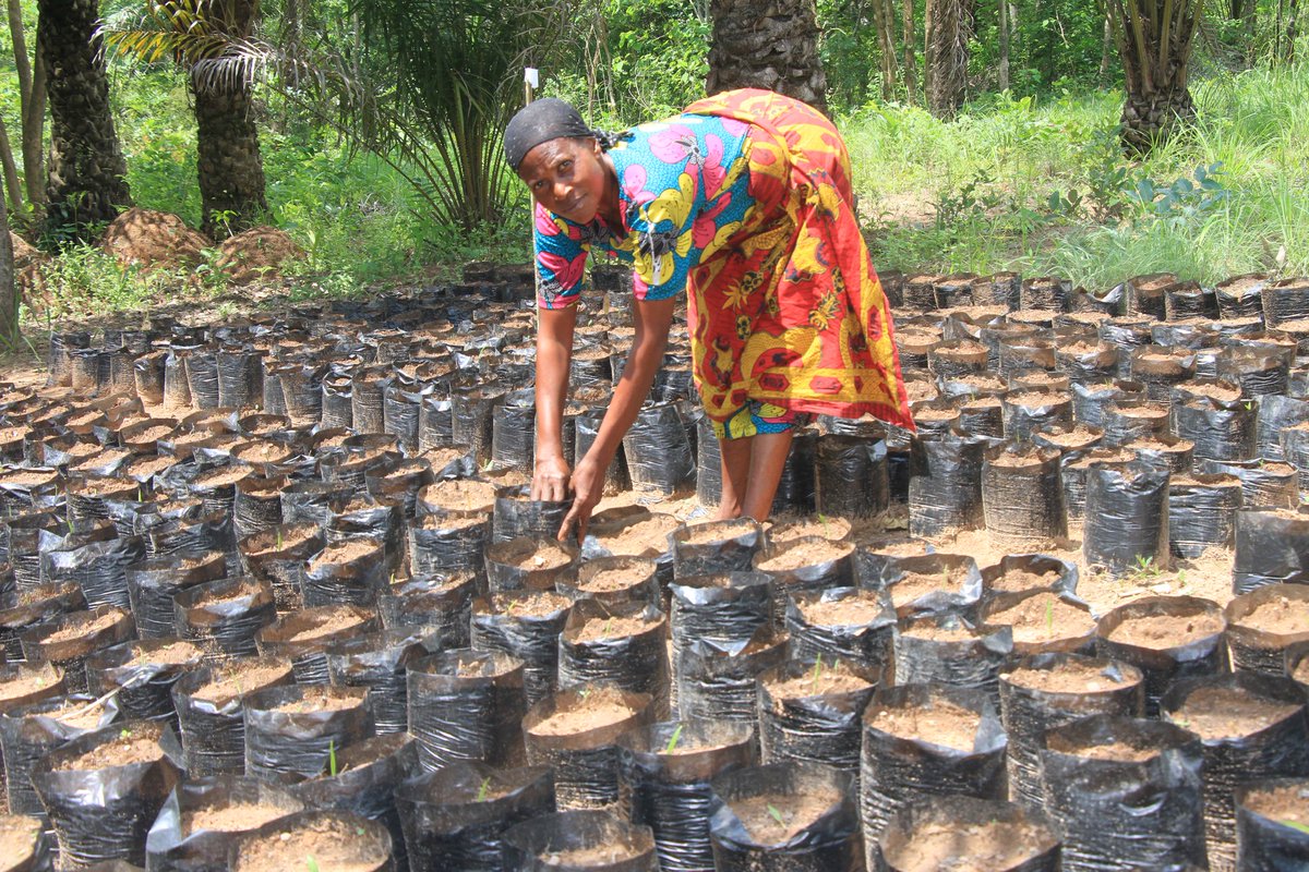 Solidaridad_wa's tweet image. 2/2 Josephine and her farmer group have established a nursery with 2,000 seeds provided by the programme. These seedlings will replace aging oil palm trees and aid in land reclamation in their community. #NISCOPS is funded by @NLNetherlands &amp;amp; @FCDOGovUK.🌱