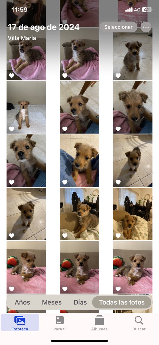 Adopté a esta bebita y mi galería ahora se ve así 🫶🏼🥰🐶
