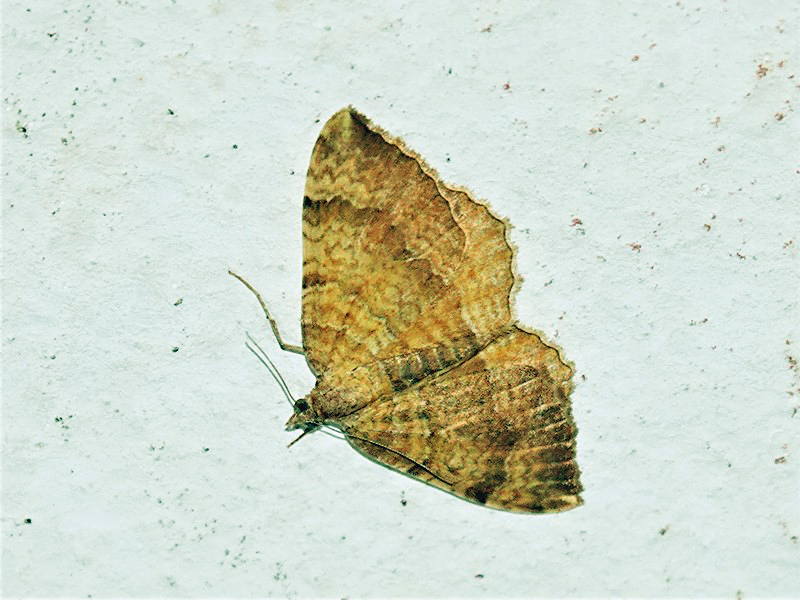 Here are Ed Wilson's sightings from today at Priorslee Lake and The Flash, Telford, Shropshire <a href="/sosbirding/">ShropshireBirdingNews</a> <a href="/BC_WestMids/">West Midlands Butterfly Conservation</a> <a href="/My_Wild_Telford/">My Wild Telford</a> <a href="/BTO_Shropshire/">BTO Shropshire</a> <a href="/ShropBotany/">Shropshire Botany</a>

Today's Photo: A Yellow Shell moth (Camptogramma bilineata)

friendsofpriorsleelake.blogspot.com/2024/08/20-aug…