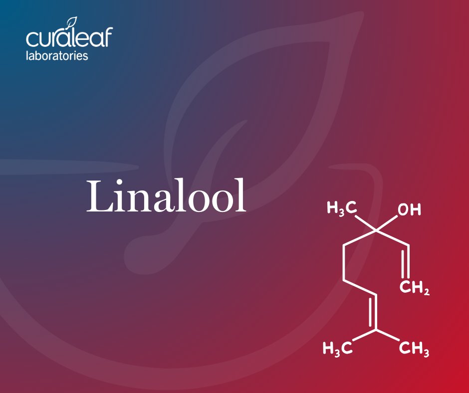 Curaleaf_Labs's tweet photo. Linalool- a terpene that dominates a lot of modern day cannabis strains. https://t.co/jcwTDtHurY