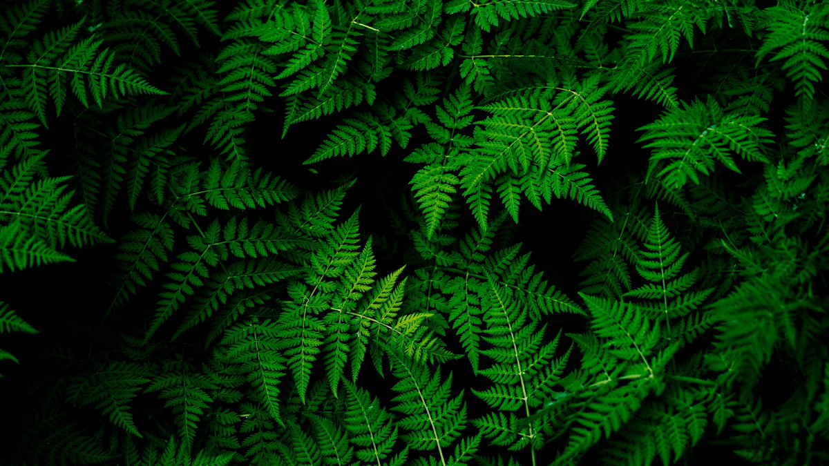 VoxelxDiamondsx's tweet photo. It's Harvest Time!!

GAME LINK : https://t.co/syjkjrgdae

Reach the highest number of cut plants and Enter the raffle for 10 Winners of 200 $MYO Live Twitch drawing MetaFutura at 21:00 European time on 26/08/24 https://t.co/rVHUbxqpFf