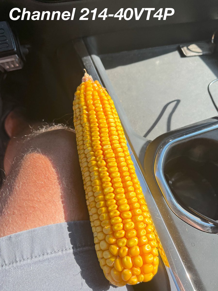 AllianceAgSolu1's tweet image. Two very strong 114 day hybrids in the @ChannelSeed lineup.  

214-78DGVT2P and 214-40VT4P are definitely packing the yield.  

Looking forward to watching these two cross the finish line.  

@Channel_MO #ChannelingUp @BayerTraits