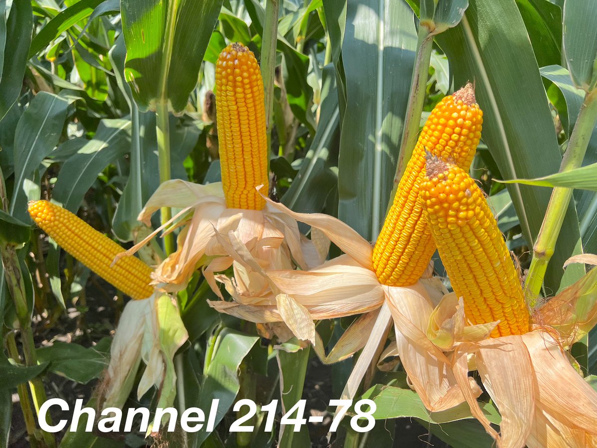 AllianceAgSolu1's tweet image. Two very strong 114 day hybrids in the @ChannelSeed lineup.  

214-78DGVT2P and 214-40VT4P are definitely packing the yield.  

Looking forward to watching these two cross the finish line.  

@Channel_MO #ChannelingUp @BayerTraits