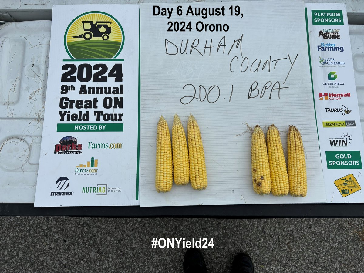 FarmsMarketing's tweet photo. Day 6 August 19, 2024 stop #1 #ONYield24 in #Durham County #Orono #corn yield check solid but has a touch of #beancutworm. #soybean yield check well above average in #Newtonville. Soybeans continue to impress! @OntAg  Thank You Gold Sponsor @OntarioSoilCrop https://t.co/DJEZ4tYBIi