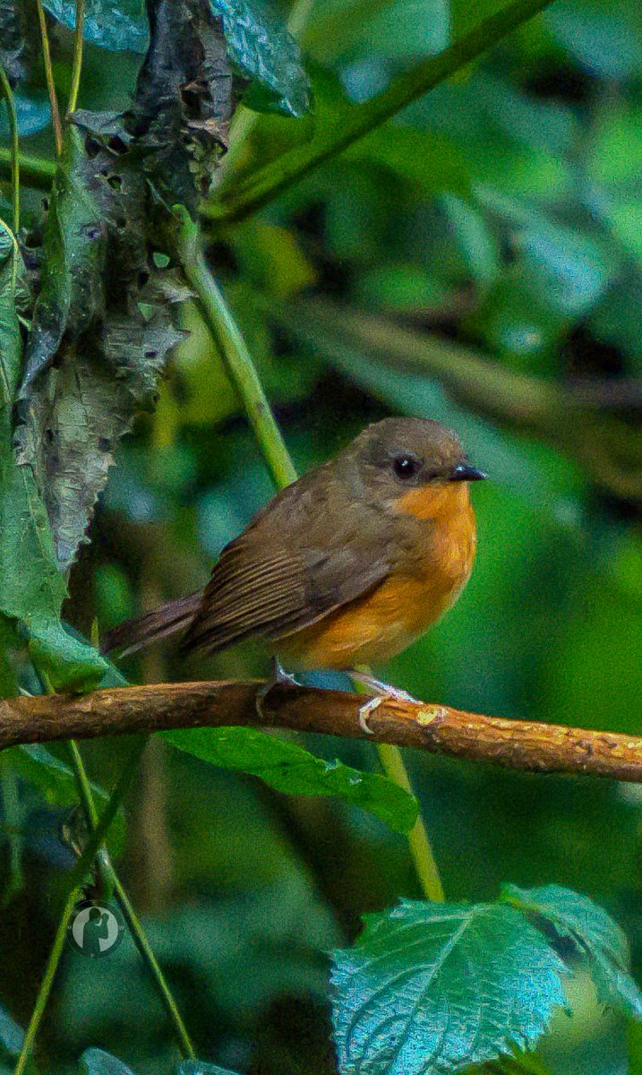 MartoWanjohi2's tweet photo. Equatorial Akalat - Sheppardia aequatorialis

Kakamega Forest,Kenya.(August 2024)

#martowanjohiphotography #birdwatching254 #birdwatvhingithmattowanjohi #BirdsSeenIn2024 #birdscult #kakamegaforest #akalat #birdsplanet #sony #birdsphotography #sonyA9 #bdasafaris https://t.co/dXeAEFo93Y