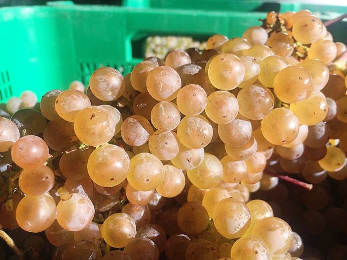 Ratiño, un hito para la viticultura gallega: La uva autóctona Ratiño ya forma parte de la DO Rías Baixas tras una década de investigación vinetur.com/2024082081266/…