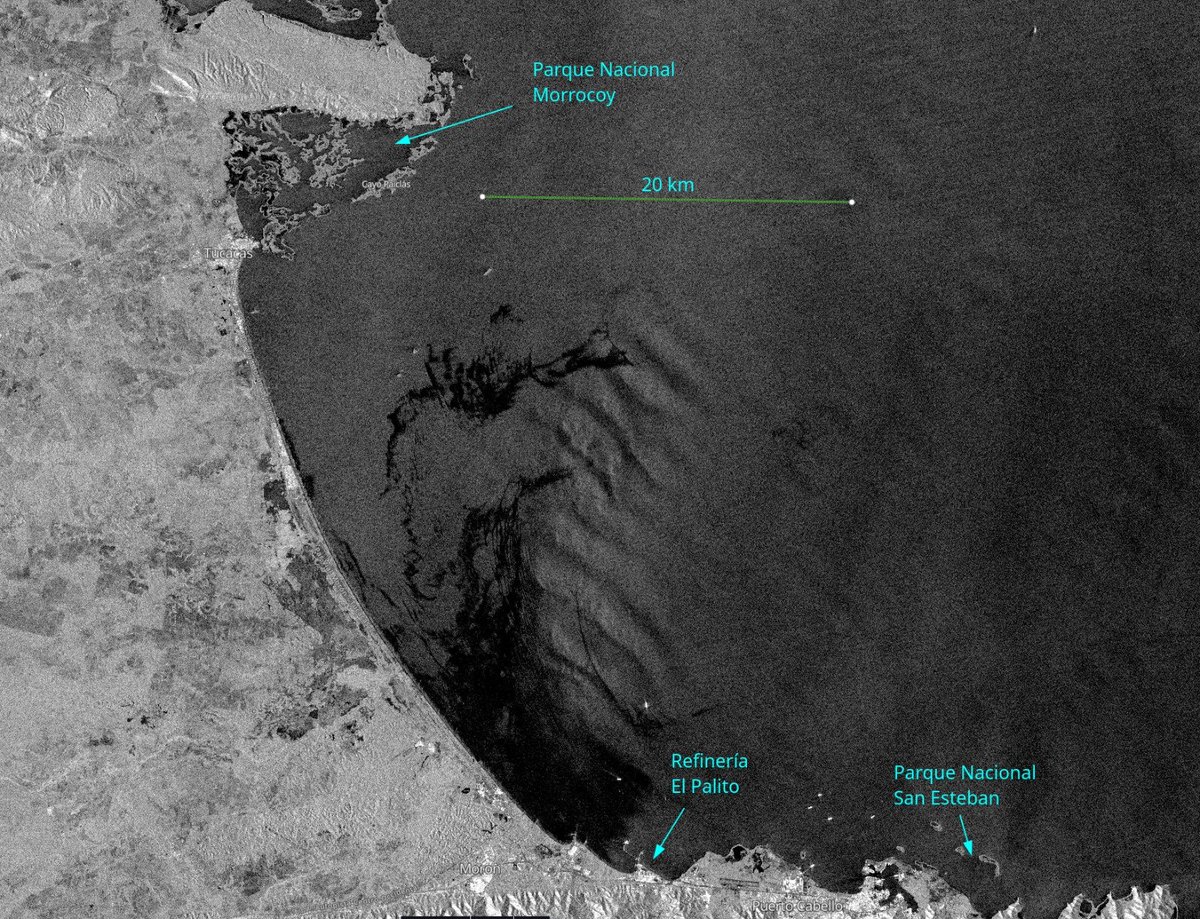 diodon histrix tweet media