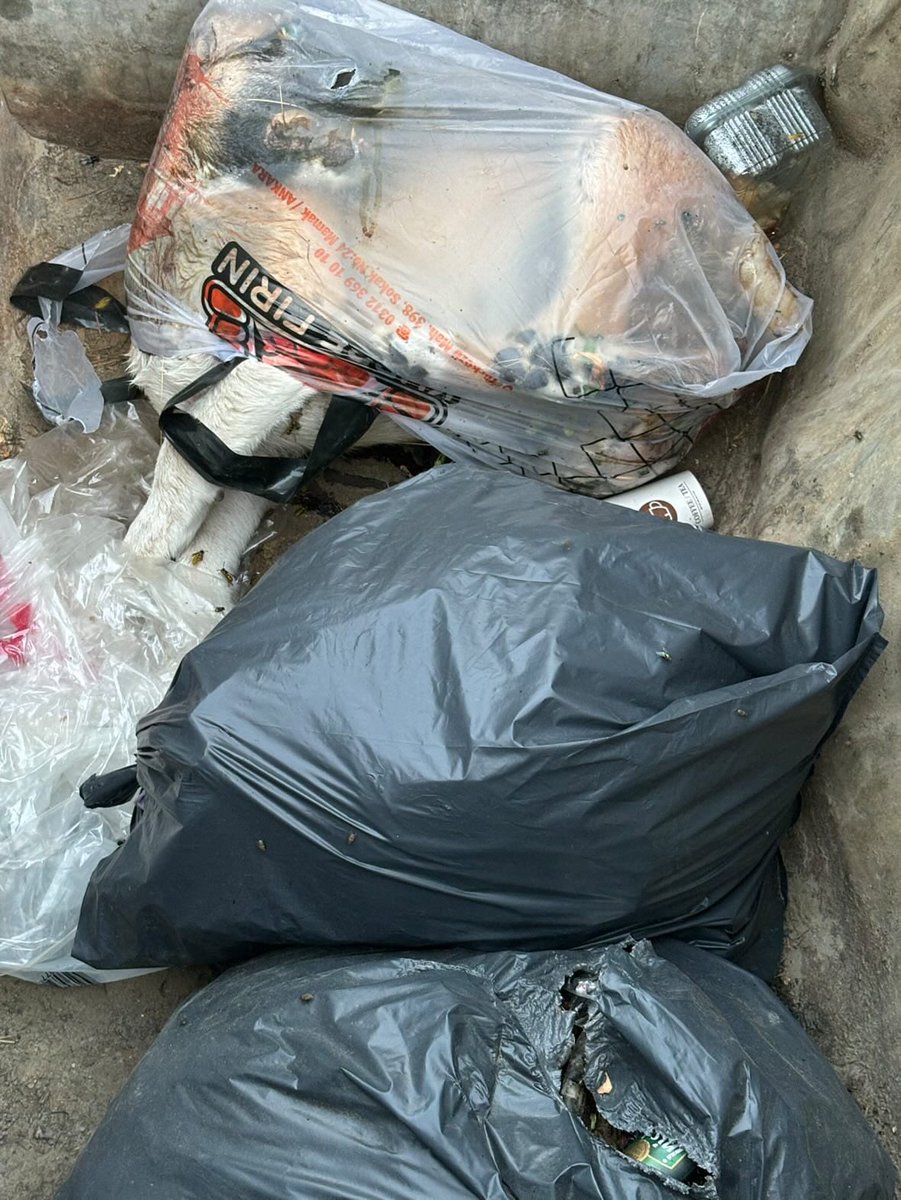 Warning ⚠️ distressing image. Dogs killed &amp; thrown out in Rubbish sacks in Ankara as President Erdogan presses ahead with dog genocide in Turkey 🇹🇷 <a href="/RTErdogan/">Recep Tayyip Erdoğan</a> <a href="/MeldaKelemcisoy/">Melda Ece-Kelemcisoy</a> <a href="/InsaneHuseyin/">Insane Huseyin</a> <a href="/animalsavemvmt/">Animal Save Movement</a> #Turkey #BoycottTurkey