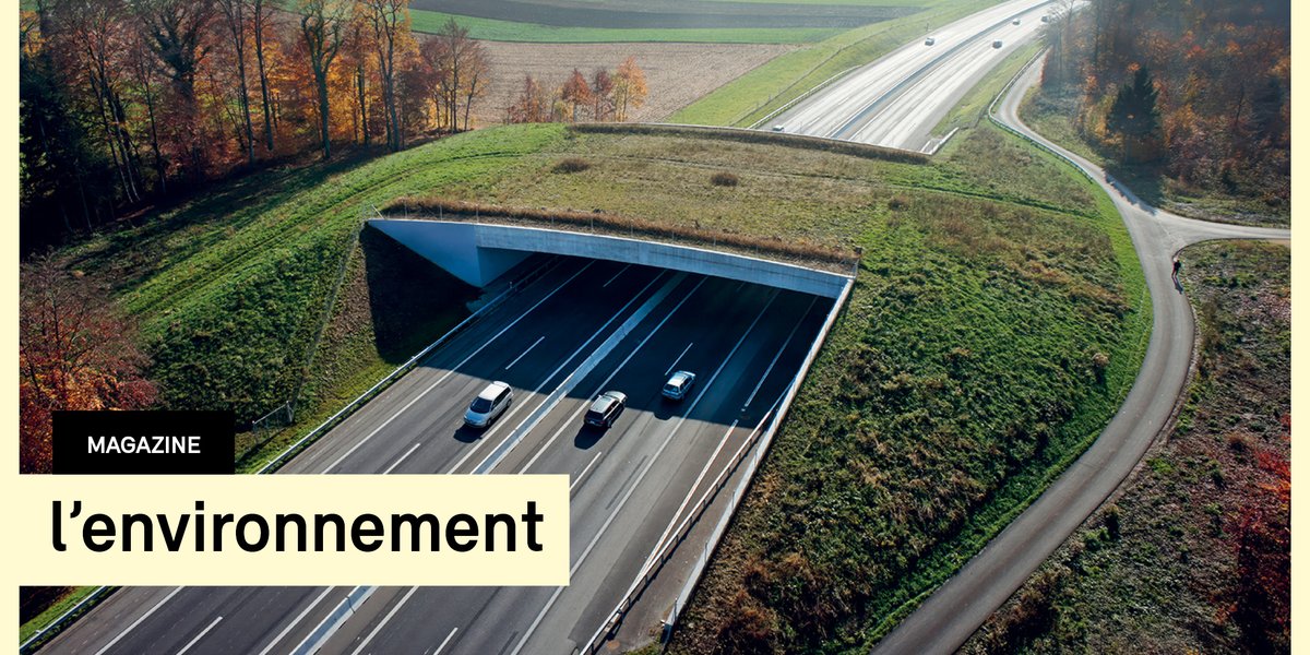 Les corridors à faune permettent aux #animaux sauvages de franchir routes et voies ferrées en toute sécurité. Leur taux d’utilisation pourrait toutefois être encore amélioré. Un article à découvrir dans le nouveau « l’environnement ».👉ow.ly/VvFU50SHXuo

#lEnvironnement