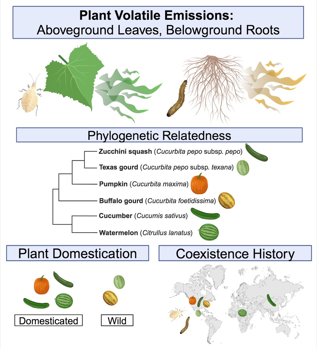Morgan Thompson (@entothompson.bsky.social) (@entothompson) on Twitter photo Excited to share recently published work from my dissertation comparing foliar and root herbivore-induced plant volatiles!! Lots of intriguing patterns emerged, such as stronger volatile induction aboveground than belowground...Check it out!! <a href="/HelmsLab/">Helms Lab - Chemical Ecology</a> doi.org/10.1111/plb.13… Excited to share recently published work from my dissertation comparing foliar and root herbivore-induced plant volatiles!! Lots of intriguing patterns emerged, such as stronger volatile induction aboveground than belowground...Check it out!! <a href="/HelmsLab/">Helms Lab - Chemical Ecology</a> doi.org/10.1111/plb.13…