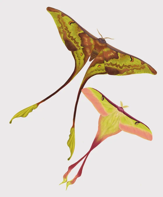 注意虫注意ヒメヒレオミズアオActias dubernardiのオス個体をイメージして描きました。オスは黄味がかった緑の体色とピンクが特徴です。(メスは青みの強い緑なのでそれはそれで綺麗)そして前回のヒレオオナガヤママユに比べるとふた周りほど小さい中国原産の蛾です。 