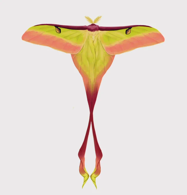 注意虫注意ヒメヒレオミズアオActias dubernardiのオス個体をイメージして描きました。オスは黄味がかった緑の体色とピンクが特徴です。(メスは青みの強い緑なのでそれはそれで綺麗)そして前回のヒレオオナガヤママユに比べるとふた周りほど小さい中国原産の蛾です。 