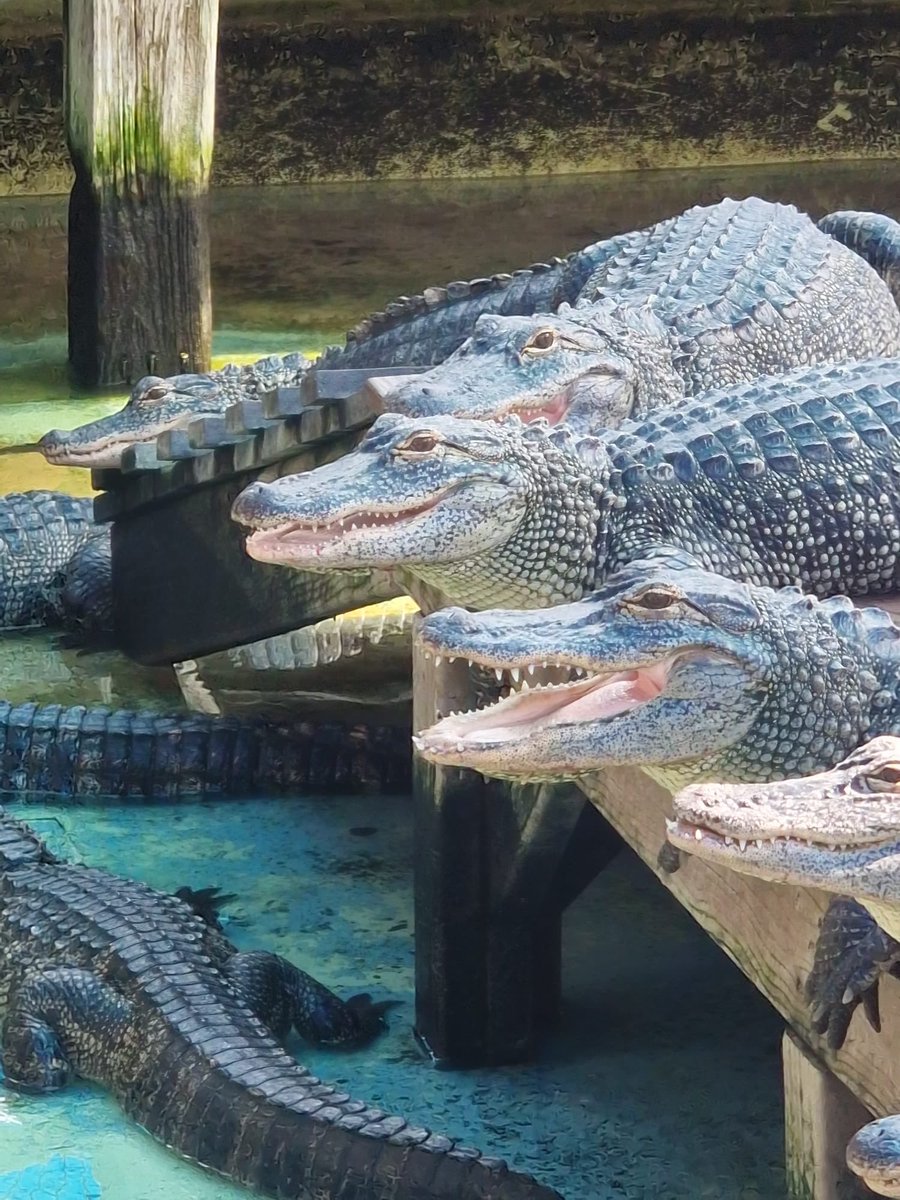 Disney; you have been absolute blast. From feeding gators, to swimming with dolphins and rays. Watching incredible firework displays to experiencing incredible rides. It’s been hot 🥵 but amazing, with lots of fantastic memories made. ❤️🇺🇸