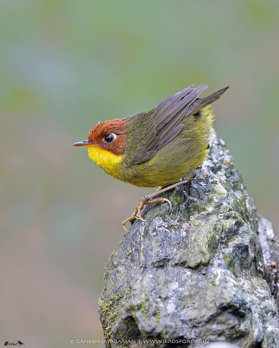 NguyenLy2339's tweet image. Chestnut-headed Tesia (Cettia castaneocoronata) 🐦
 India 

#birdstagram #bird #instabird