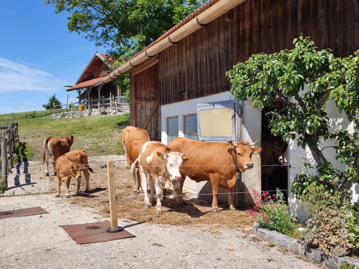 krisporelmundo's tweet photo. 🇩🇪 Uno de los monasterios más importantes de Alemania estuvo en Rottenbuch. Poco queda de él pero por su iglesia rococó y los quesos de Schönegger Käse-Alm hay que hacer una parada en esta localidad de la Ruta Romántica 🖤❤️💛 @MadridTB @SpainTravelB https://t.co/2y2PH0WCw5 https://t.co/Yv53j6EWAd
