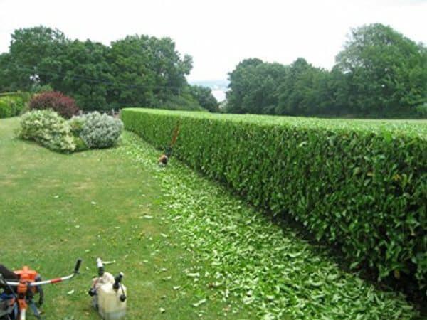 potsbysgtl's tweet image. ✂️ Check out this precise hedge cut by our Pots network gardener, Franklin's Garden Maintenance! 🌿

Download the Pots app now to instantly book Franklin's Garden Maintenance and other top gardeners in your area.

getapp.potsbysgtl.com/10
#KentGardening #GardenCare #HedgeTrim