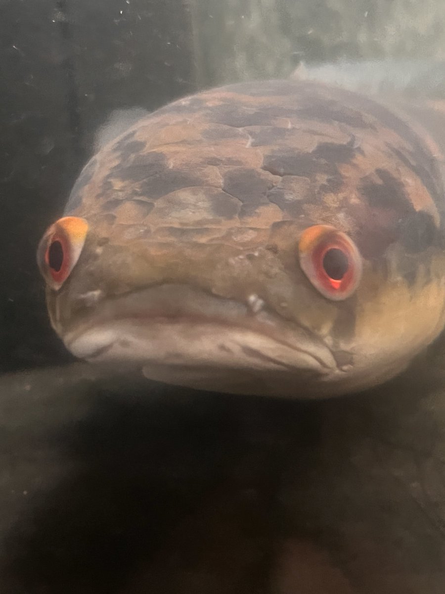 たなゆ (@kanrojioshi) / Posts / X