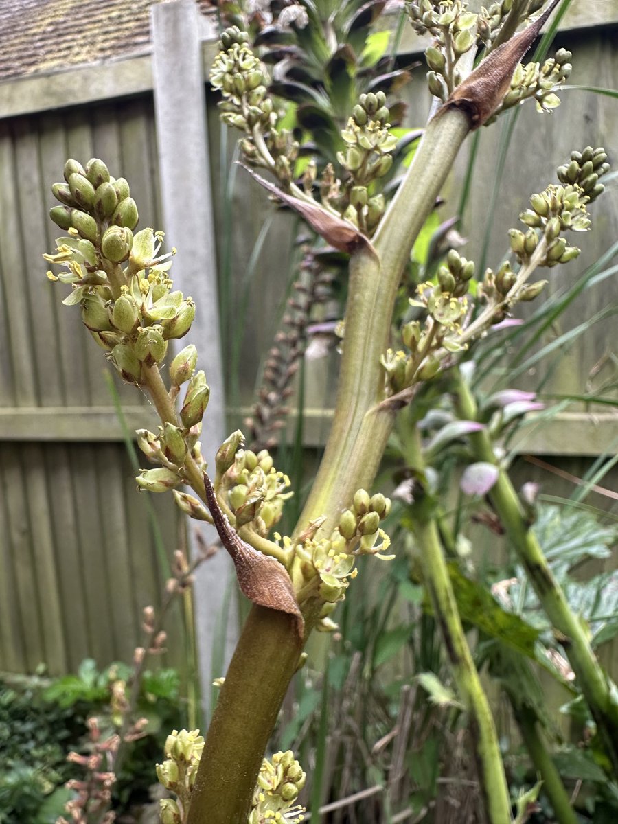 acherontiadex's tweet photo. Hechtia argentea flower spike opening ! #bromeliads #hardybromeliads #bromos #flowers #spikeybuggers https://t.co/NWi7WO1l9g