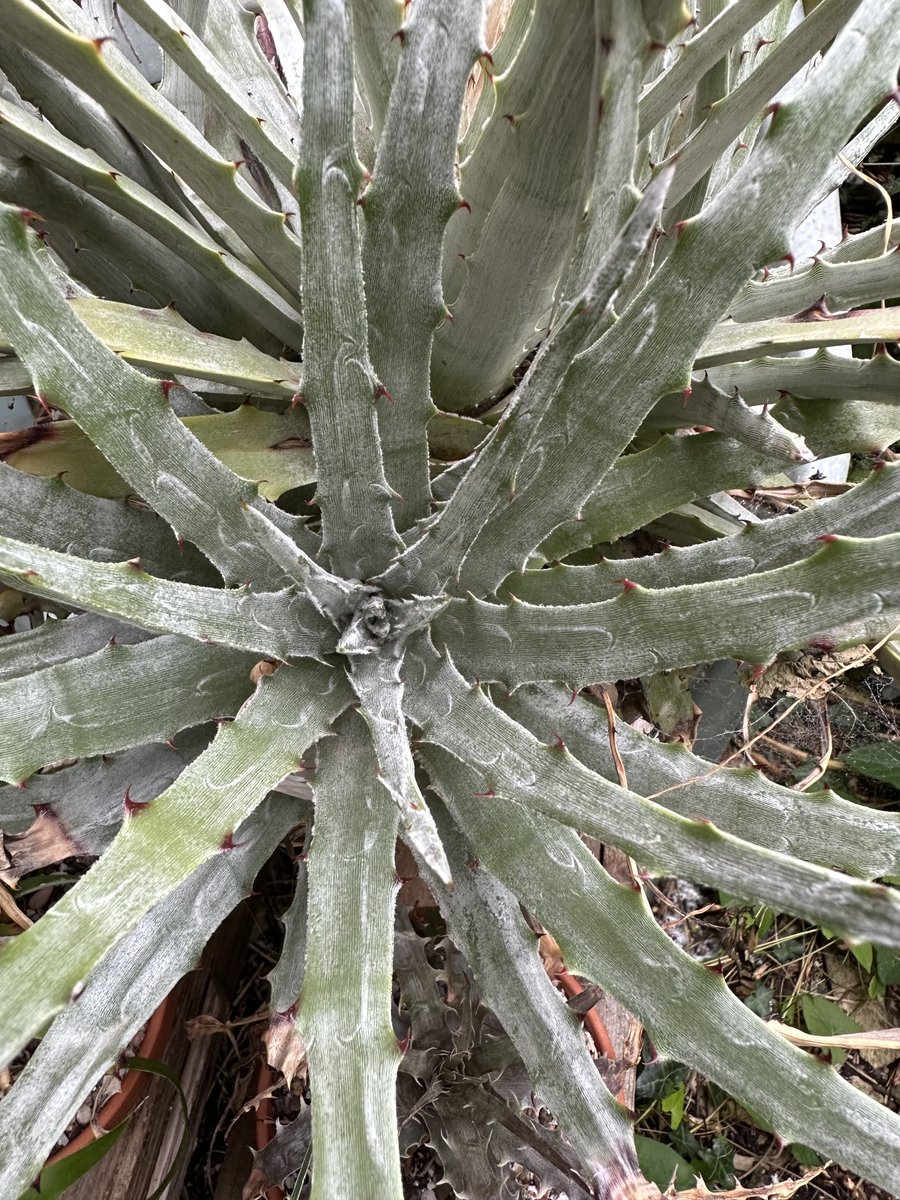 acherontiadex's tweet photo. Hechtia argentea flower spike opening ! #bromeliads #hardybromeliads #bromos #flowers #spikeybuggers https://t.co/NWi7WO1l9g