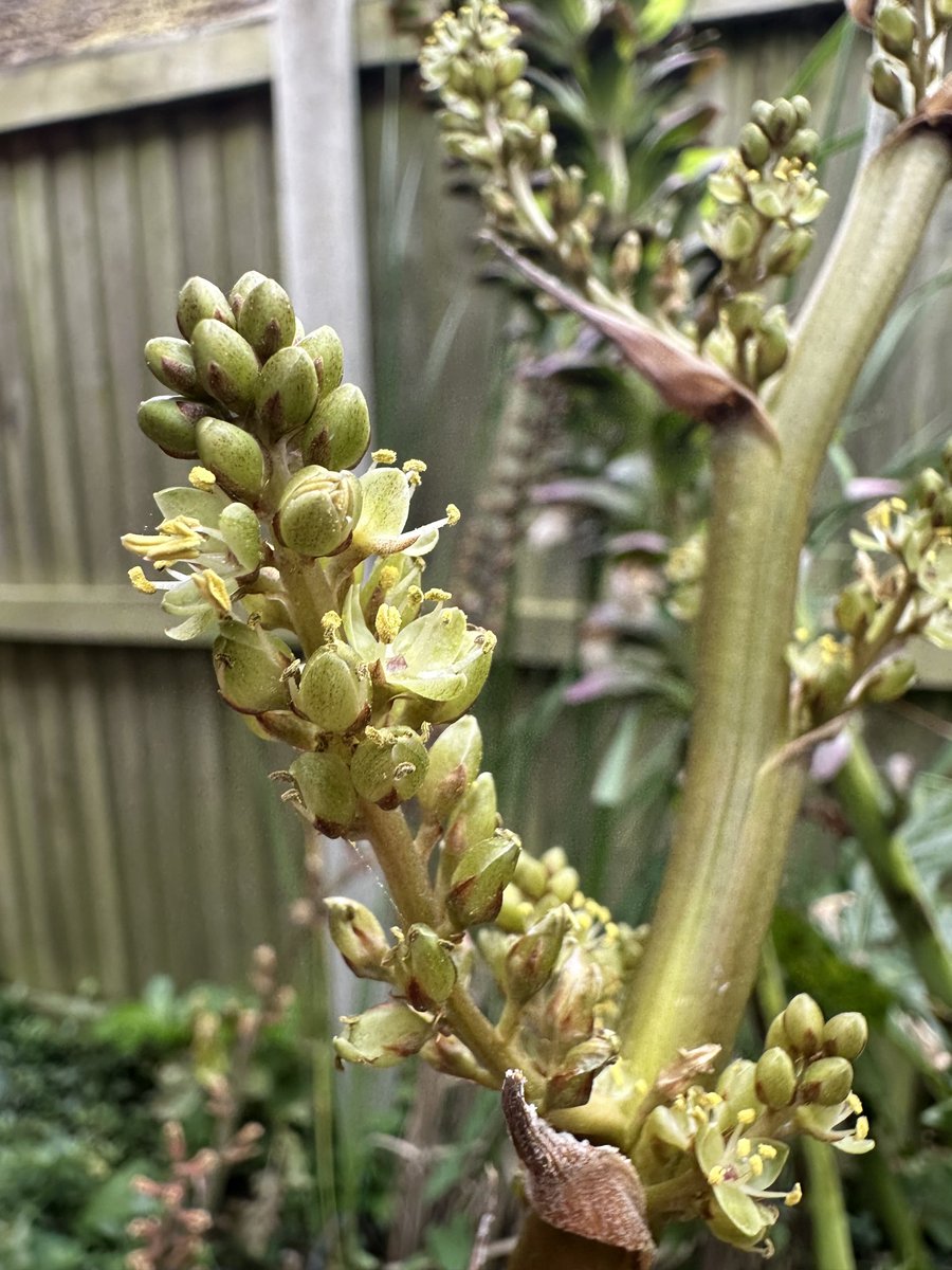 acherontiadex's tweet photo. Hechtia argentea flower spike opening ! #bromeliads #hardybromeliads #bromos #flowers #spikeybuggers https://t.co/NWi7WO1l9g