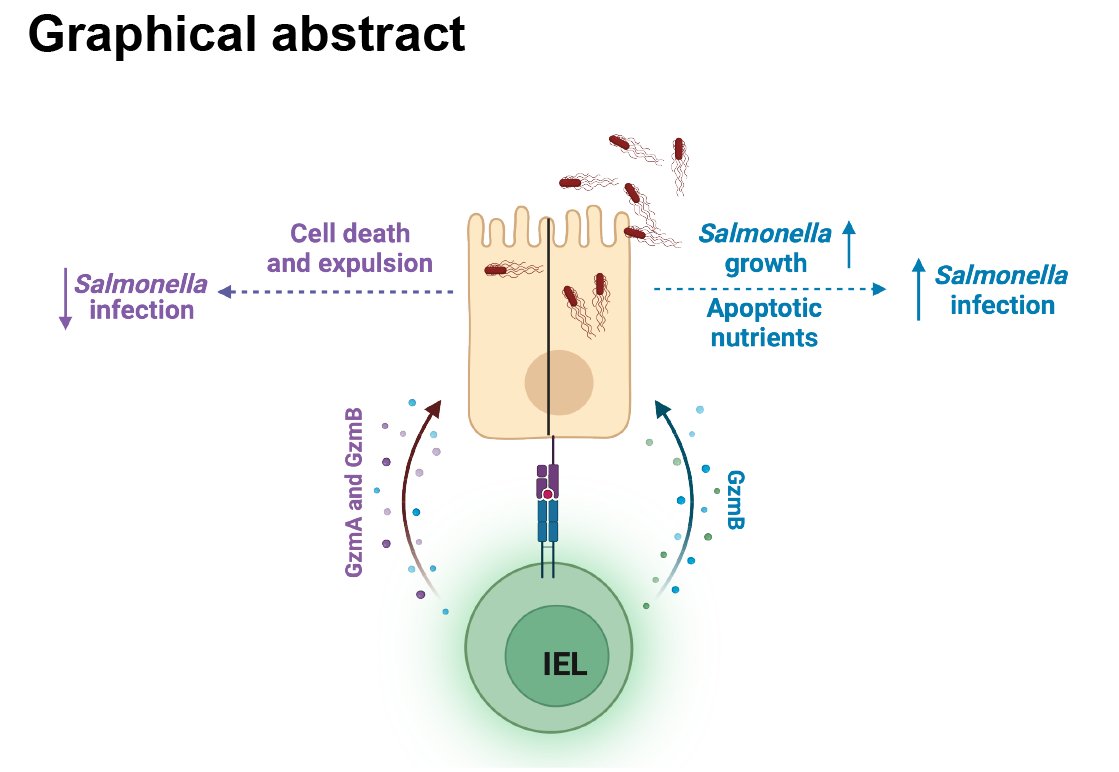 Think you know how granzymes work? Think again! GzmA protects against intestinal Salmonella infection, but GzmB helps Salmonella, and perforin has no role at all. Read about this complex story of the battle between host and pathogen here tinyurl.com/2enehsx9 Tweetorial below