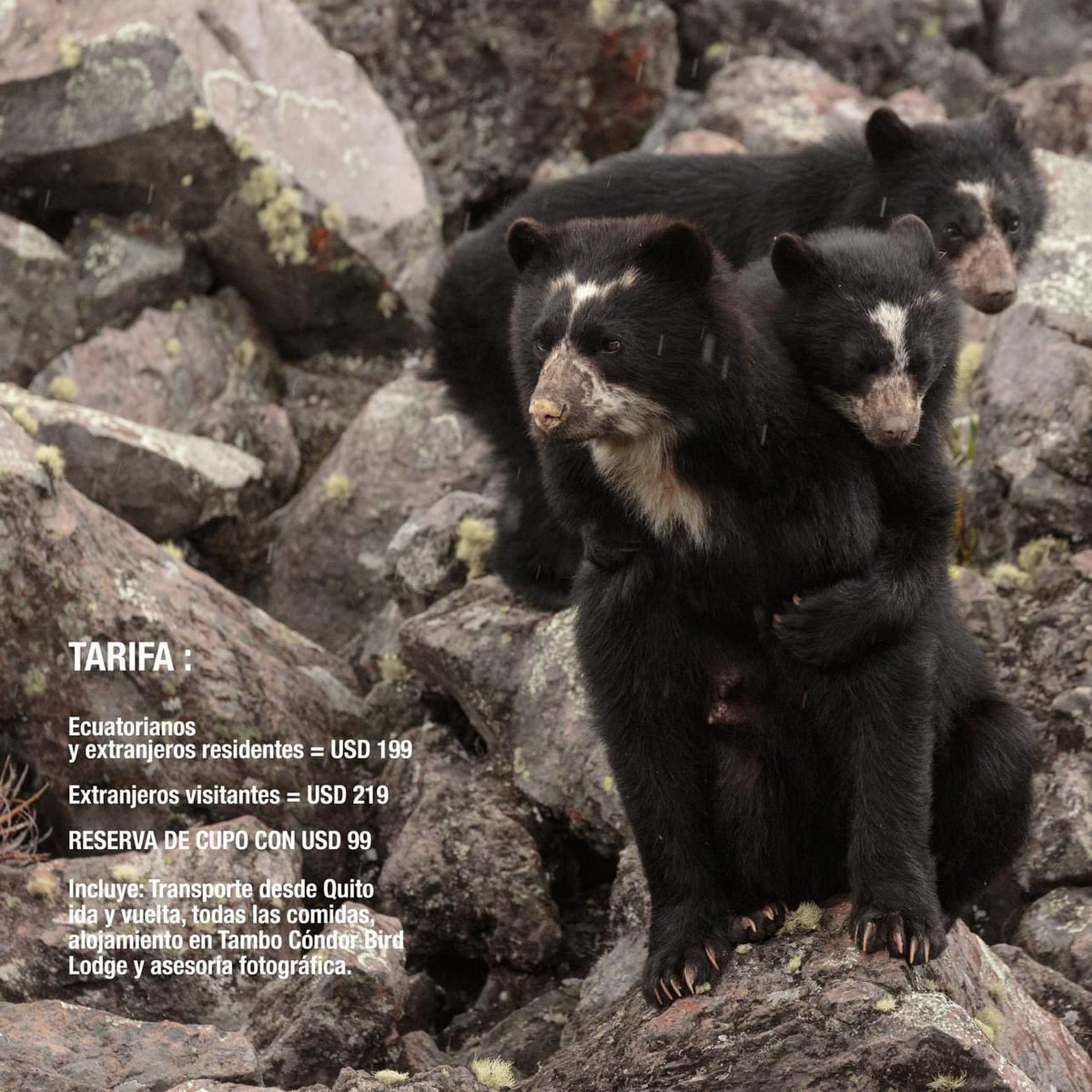 Amigos en #Ecuador les invitamos a este nuevo taller de fotografía de naturaleza en las faldas del volcán 🌋 Antisana! #septiembre 6-7-8 bienvenidos 🙌🏽

Aprende más y crea nuevas experiencias en las montañas 🏔️ Quedan todos invitados DM e inscríbete ☺️
#EcuadorMegaDiverso