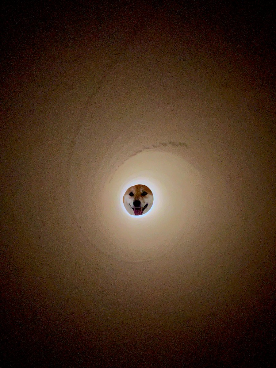 fufufufufu_ta's tweet photo. 今日は満月らしいので丸犬をどうぞ https://t.co/VDx5IbjJgY