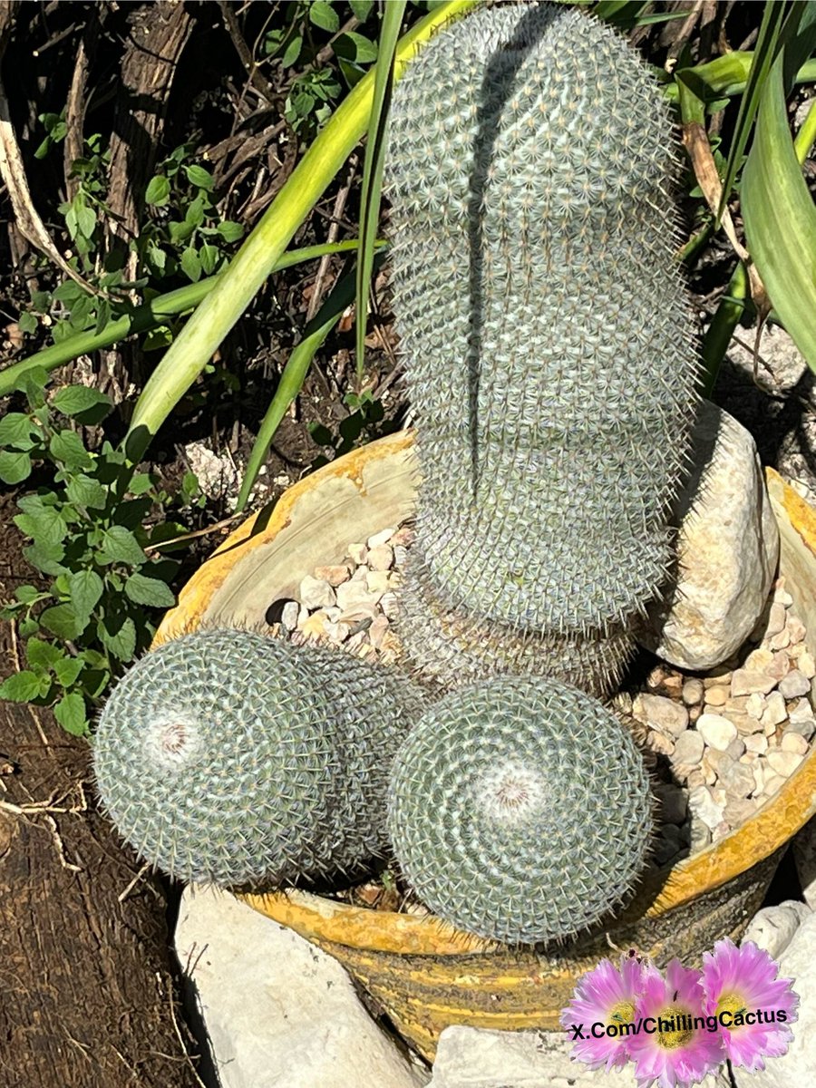 🤣🤣🤣
#Cactus 🌵 Name?
