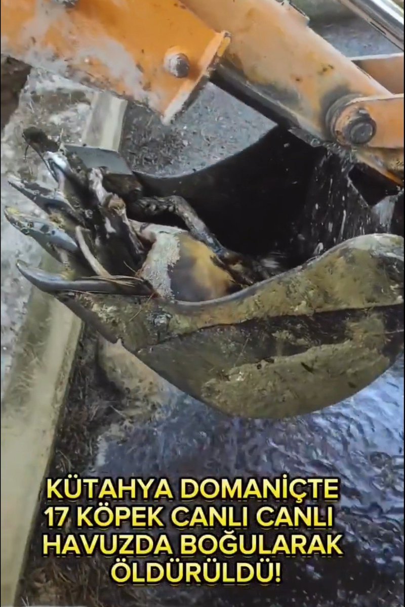 PhaedraXTeddy's tweet image. Meanwhile in #Turkey🇹🇷, thousands of #atrocities are being committed including at least 17 dogs thrown in a slimy old swimmingPool to drown. Theres scratches on side of the pool where they tried to climb out. #Erdoğan will be always remembered for calling for instigating