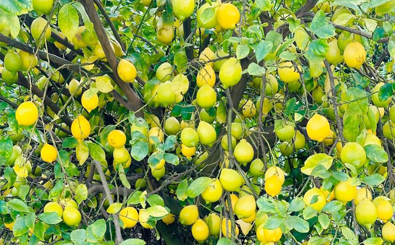 “Salix Fruits reflects on strategies, challenges for first half of 2024 🍋”

Read the article here: theproducenews.com/headlines/sali… 🙌🏼   

For more information send us an email to information@salixfruits.com

#SalixFruits #AlwaysInSeason #Fruits #FruitTrading