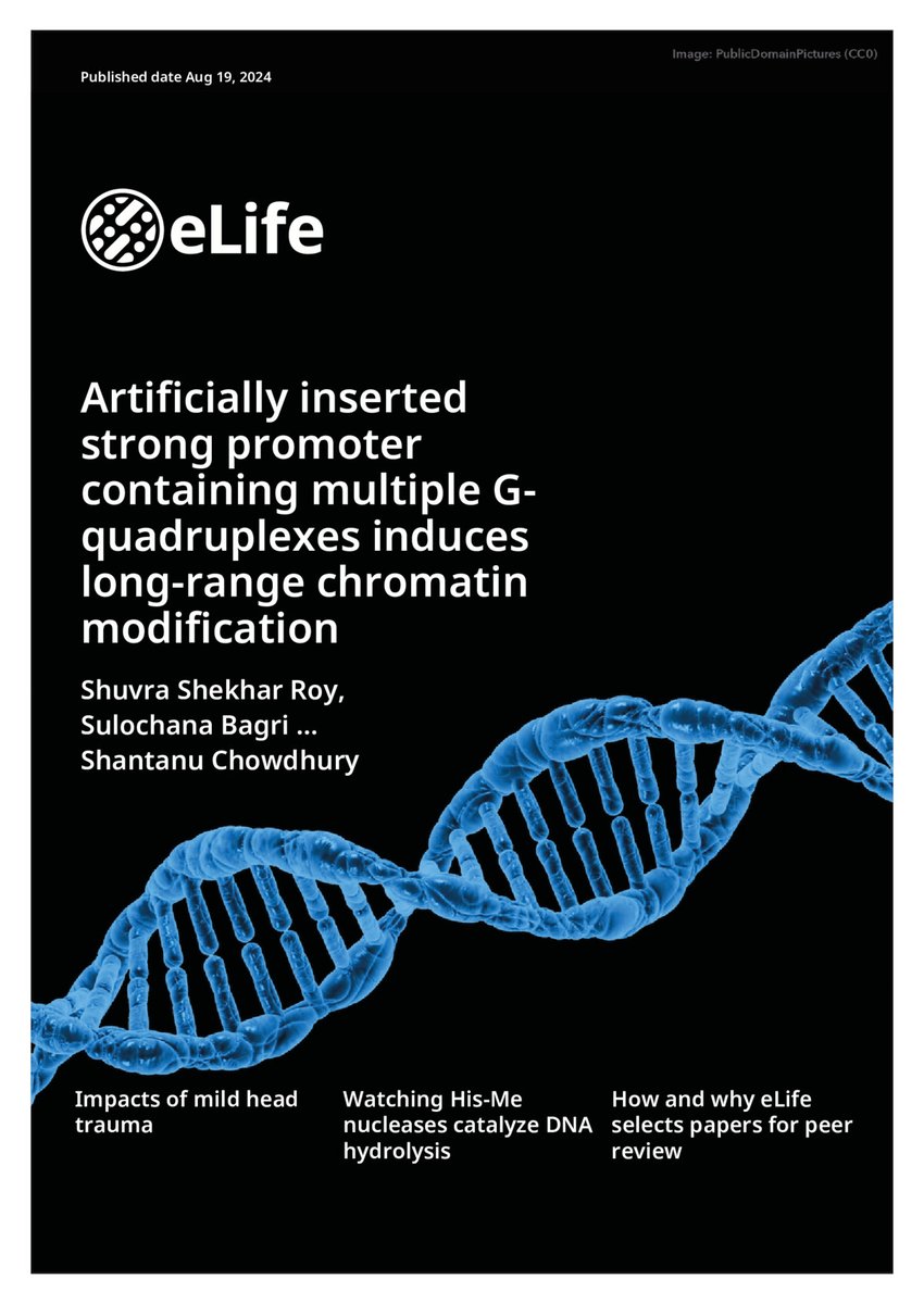 We are thrilled to share our latest research🧬 published in  <a href="/eLife/">eLife - the journal</a>  We used genome editing to show how Gquadruplex boosts 3D chromatin interactions, enhancer activity, &amp; gene activation across long distances, shedding new light on DNA structure's role in chromosomal interactions