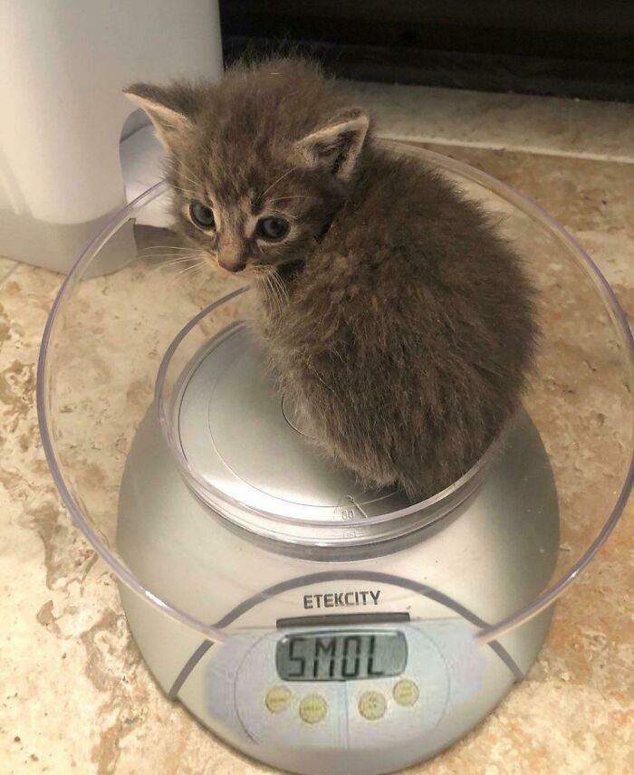 PostsOfCats's tweet photo. SMOL https://t.co/6YbgRYtEzn