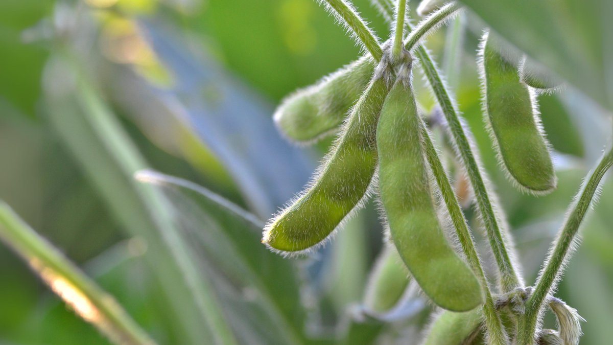 #CRISPRCas9 was used to promote maturation in soybeans, improving adaptability to various growing conditions and potentially expanding soybean cultivation to high-latitude regions.
 
Read more: shorturl.at/Env1f